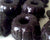 Black Velvet Bundt Cake